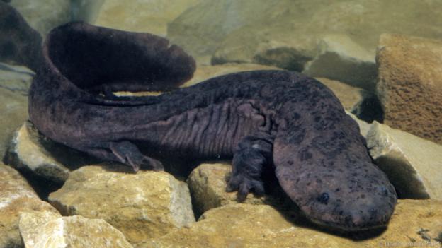 Chinese Giant Salamander