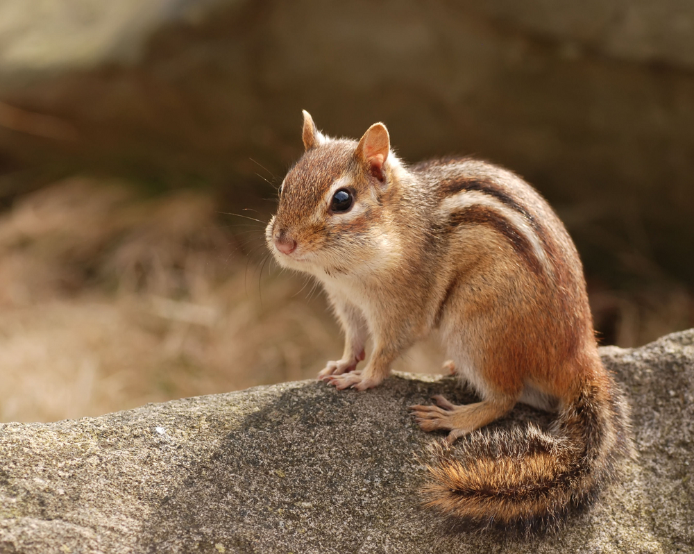 Chipmunk