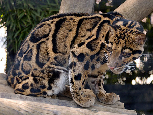 Clouded Leopard