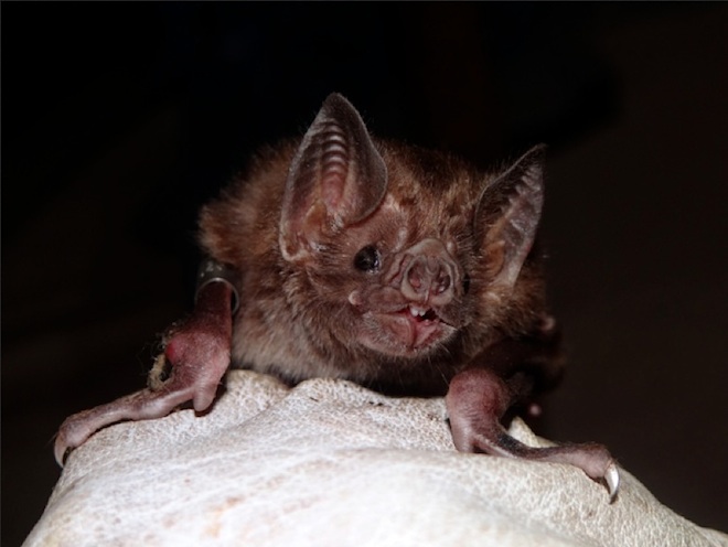 Common Vampire Bat