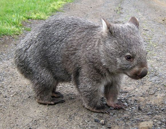 Common Wombat