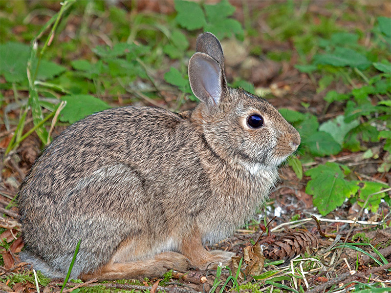 Cottontail Rabbit