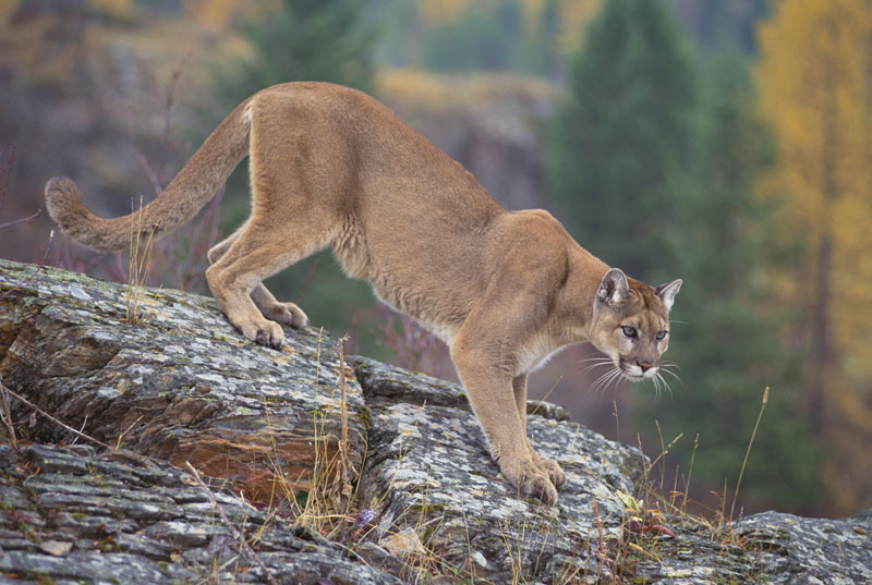 cougar scientific name