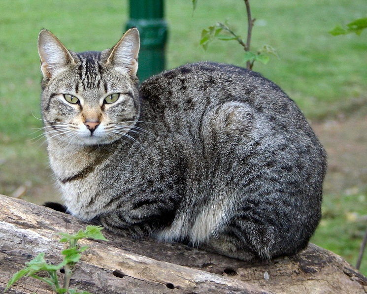 Domestic Cat - Natural History on the Net