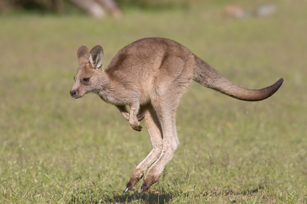 Eastern Gray Kangaroo