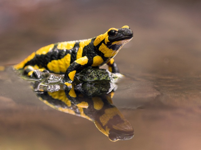 Fire Salamander