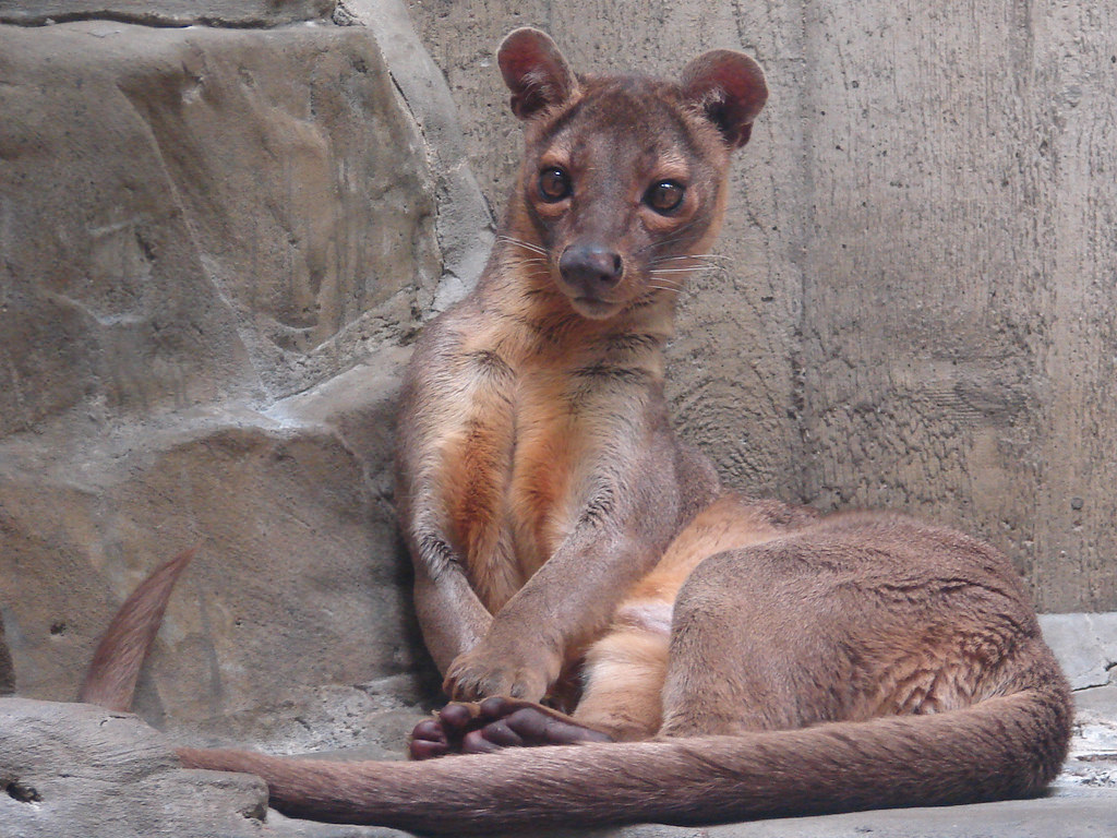 Fossa