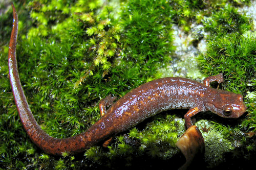 Four Toed Salamander