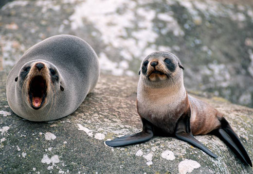 Fur Seal