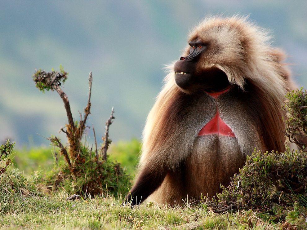 Gelada