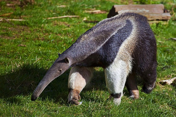 Giant Anteater