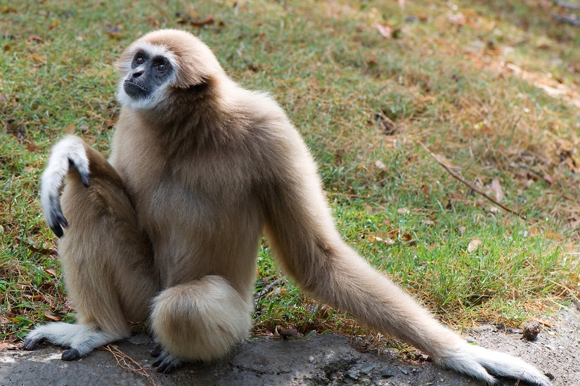 Gibbon