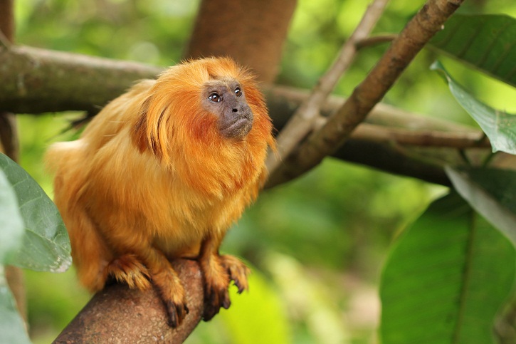 Golden Lion Tamarin - Natural History on the Net