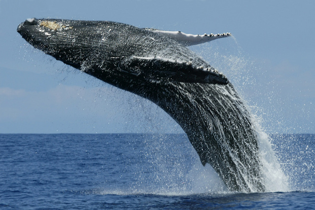 Gray Whale - Natural History on the Net