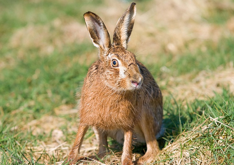 Hare