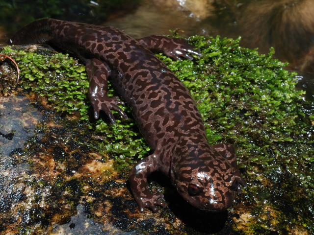 Idaho Giant Salamander