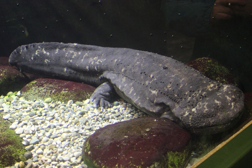 Japanese Giant Salamander