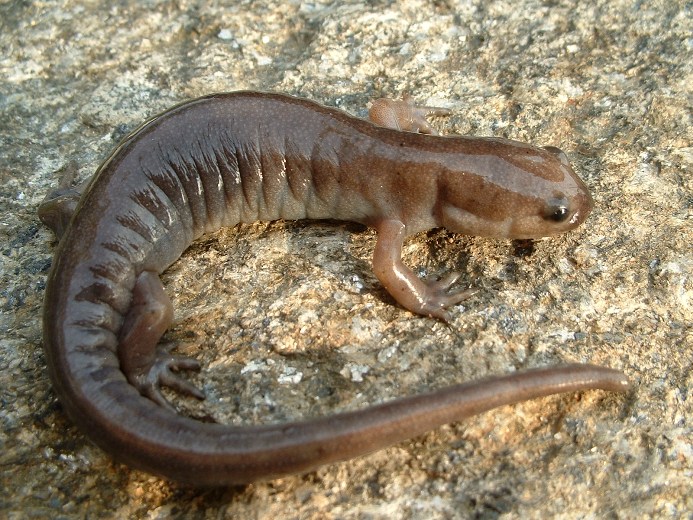 Jefferson Salamander