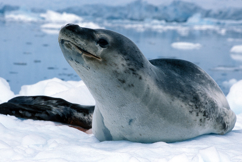 Leopard Seal Vs Killer Whale