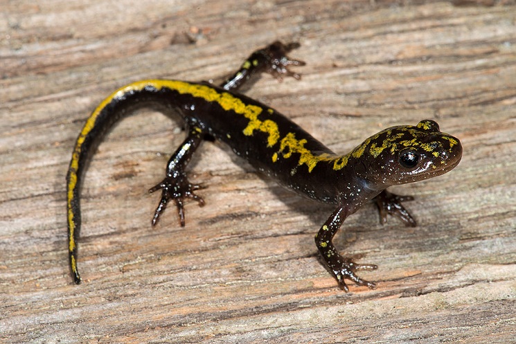 Long Toed Salamander