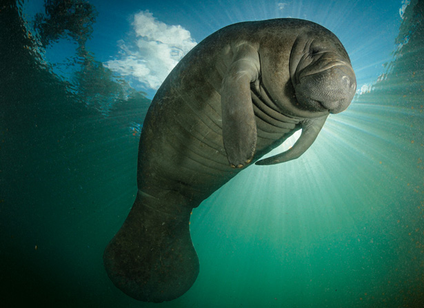 manatee eating plants