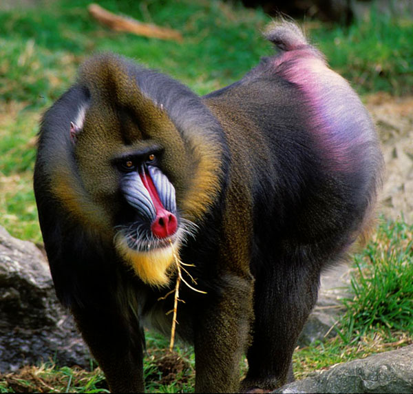 mandrill