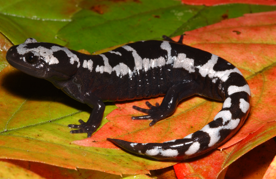 Marbled Salamander