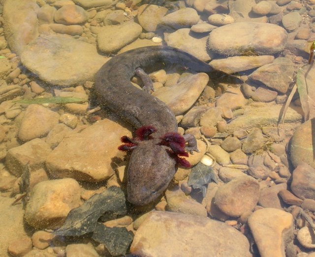 Mudpuppy