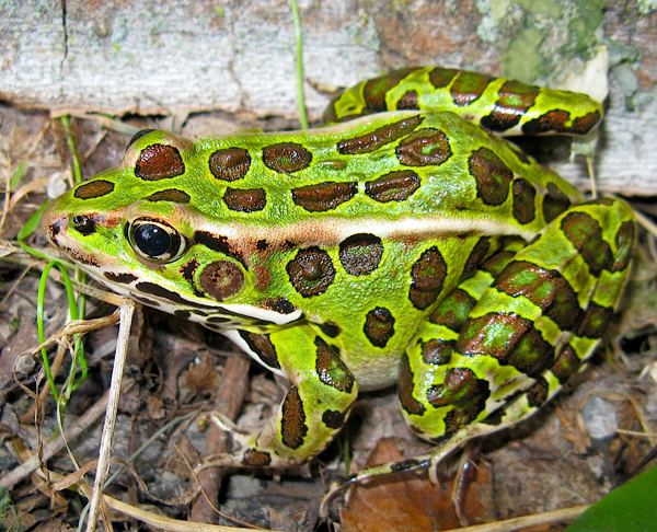 https://www.naturalhistoryonthenet.com/wp-content/uploads/2016/12/Northern-Leopard-Frog.jpg