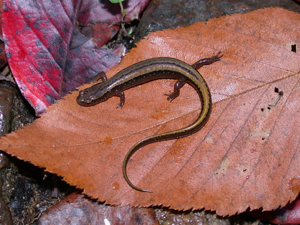 Northern Two-lined Salamander