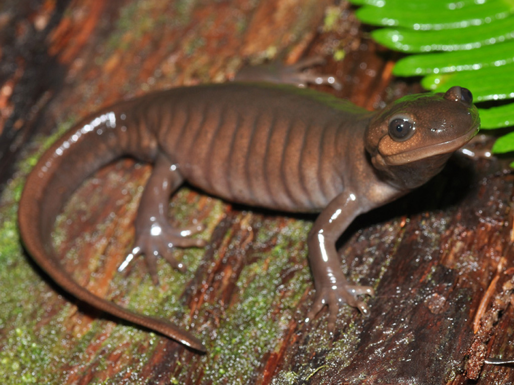 Northwestern Salamander