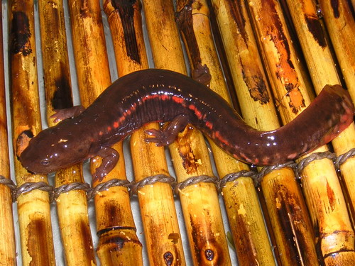 Paddle Tail Newt - Natural History on the Net