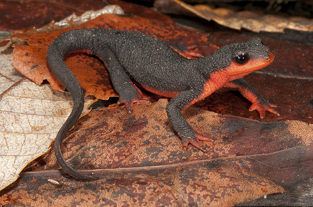 Red Bellied Newt