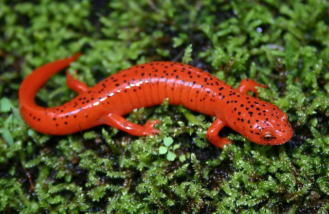 Red Salamander