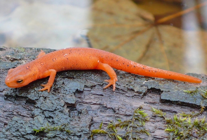 Red Spotted Newt - Natural History on the Net
