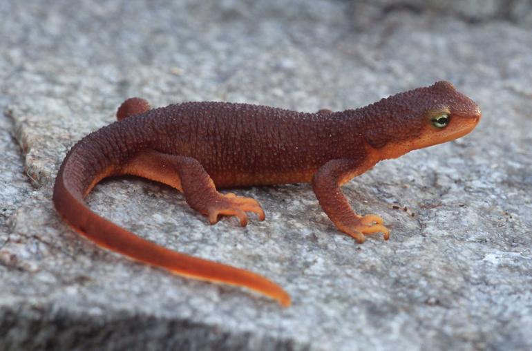 Rough Skinned Newt