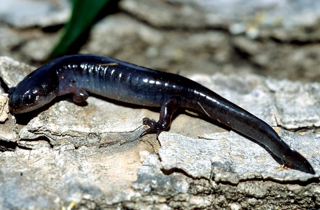 Smallmouath Salamander