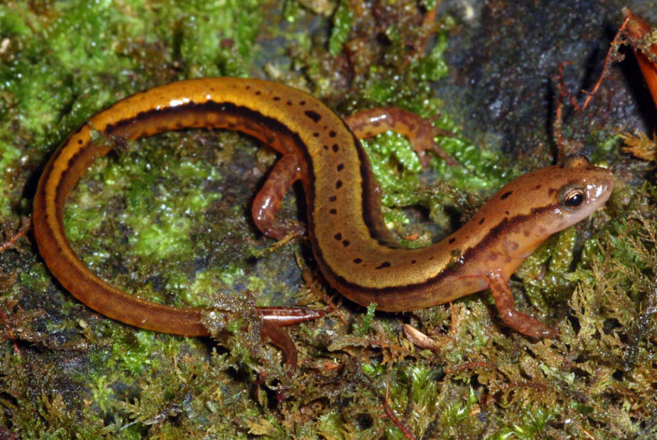 Scientific Name – Eurycea cirrigera Classification – Plethodontidae Baby Name – Efts Collective Noun – Congress, band or maelstrom Average Length – Up to 6.5–12 cm Speed – Move fast Life Expectancy – More than 9 years in captivity Breeding Season – End of March to May Incubation Period – 2 to 10 weeks Special Features – The species is thin and small with two lines running down the lateral portion of the body down to the tail Family Unit – The species is solitary and territorial Geographical Distribution – United States World Population – Unknown, but considered to exceed 1,00,000; Conservation Status – Least Concern Natural Habitat – Temperate forests, rivers, intermittent rivers, freshwater springs, swamps Diet – Roaches, spiders, earthworms, isopods, ticks, millipedes, snails, springtails, flies, beetles Predators – Birds, Fish, other salamanders