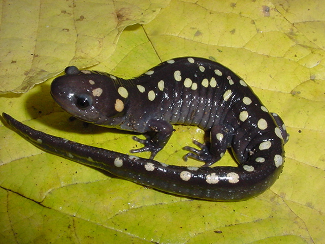 Spotted Salamander