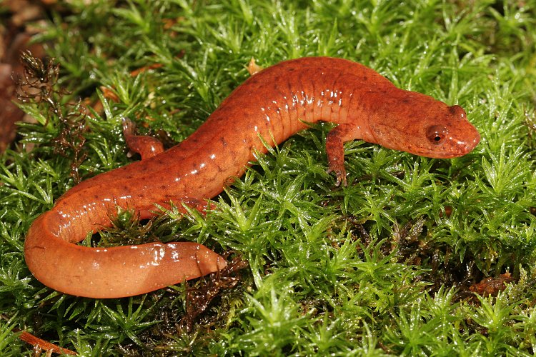 Spring Salamander