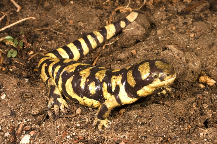 Tiger Salamander