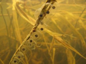 Amphibians – Characteristic Features - Natural History on the Net