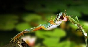 Amphibian Feeding