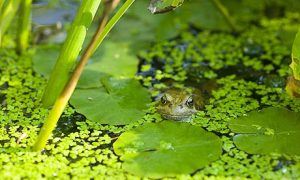 Amphibian Habitat