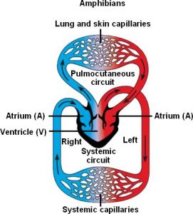 Amphibian Heart