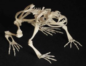 Amphibian Skeleton