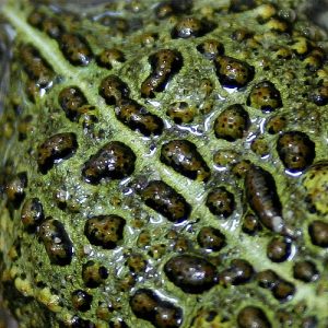 Amphibians – Characteristic Features - Natural History on the Net