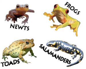 Amphibian Types