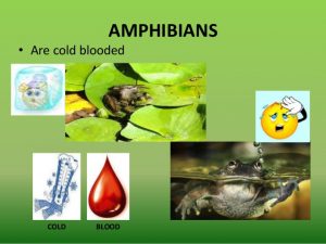 Amphibians Cold Blooded