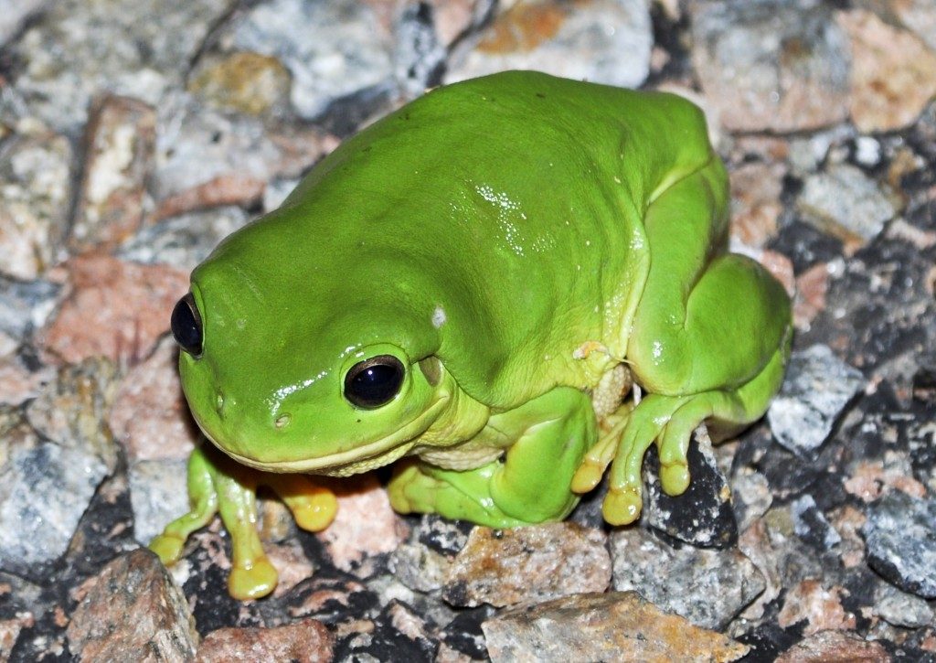 Australian Green Tree Frog Natural History On The Net